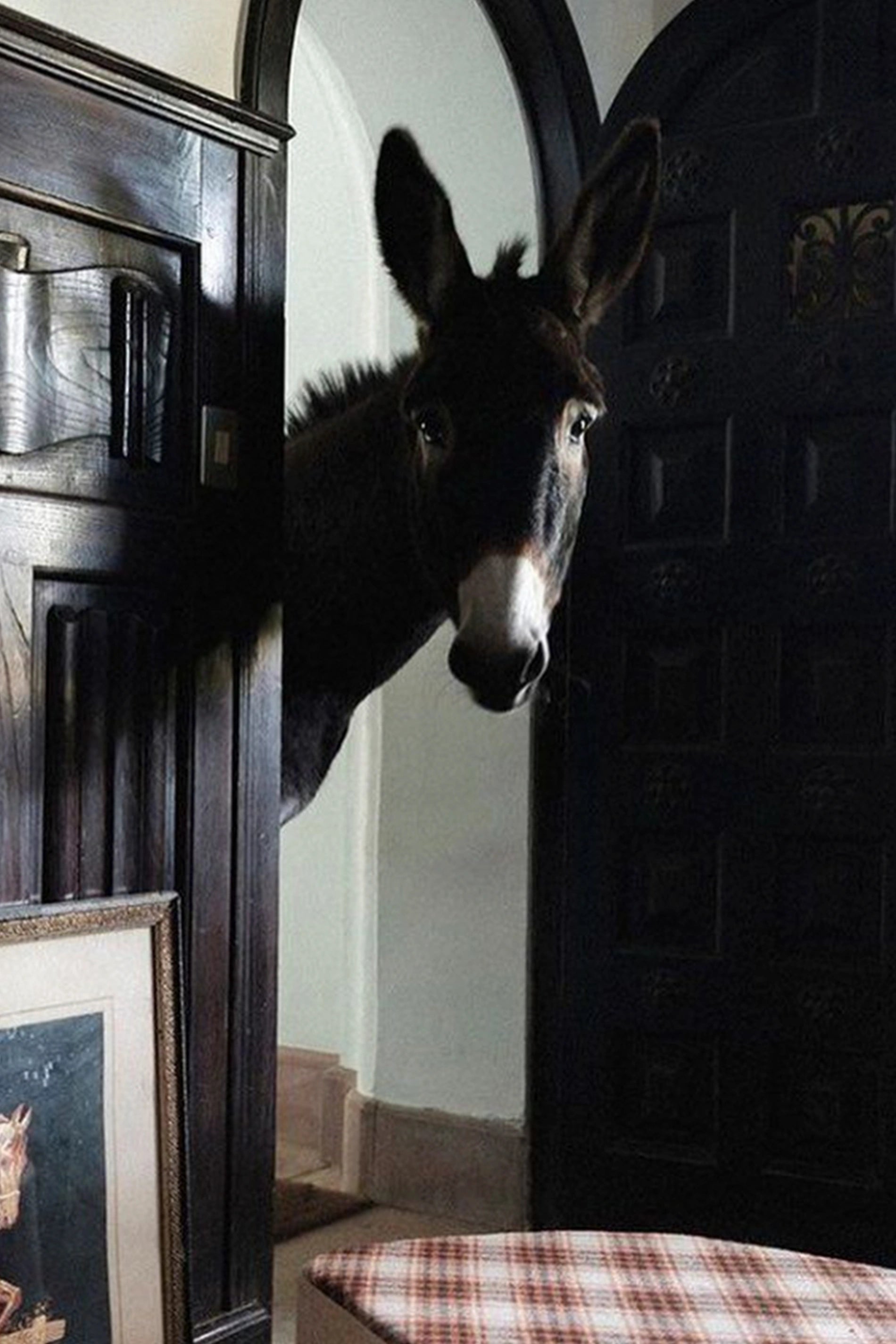 lorena-canals-hector-the-donkey-panier-panier-de-rangement-laine image 3